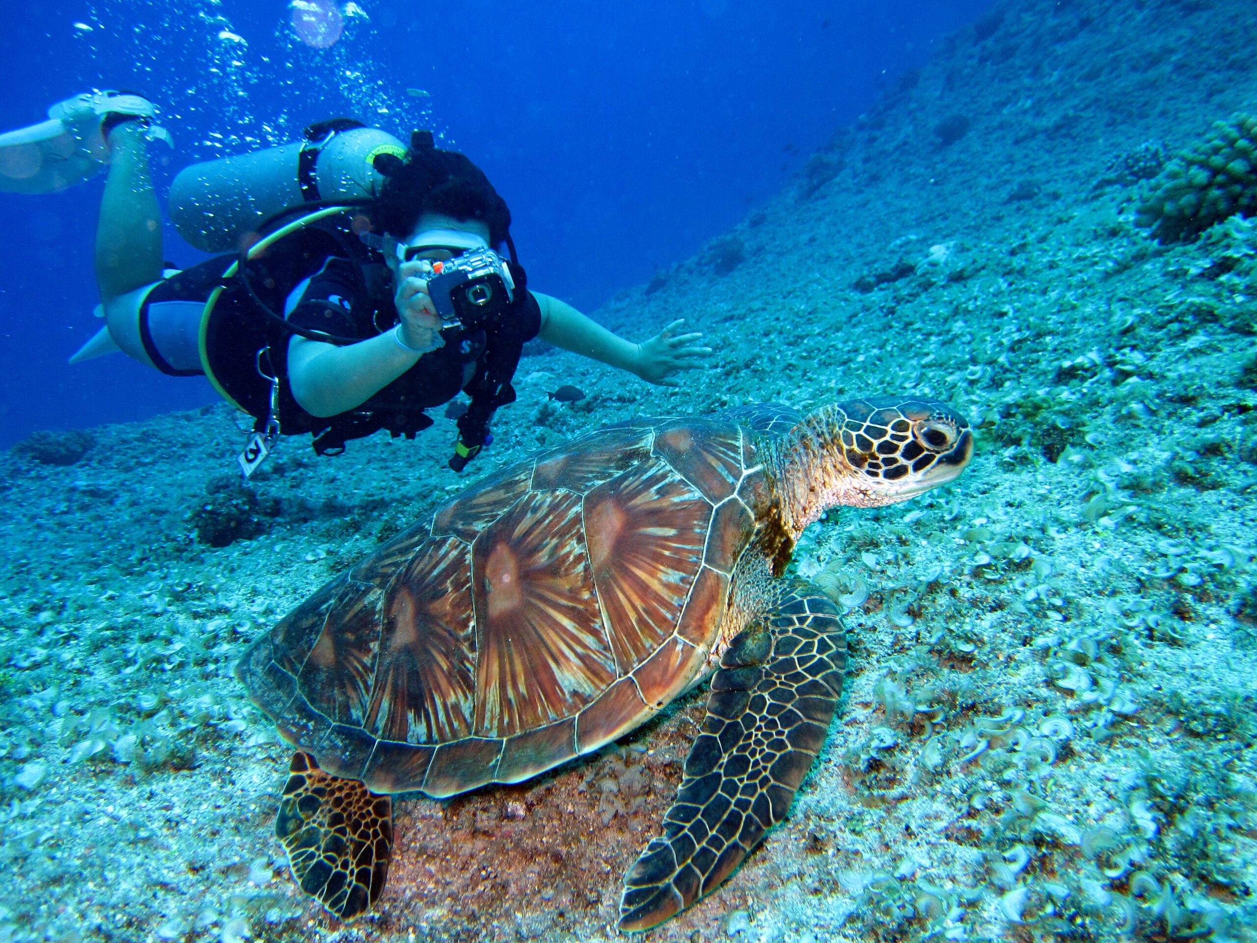 volunteering opportunities for students can include SCUBA diving with sea turtles